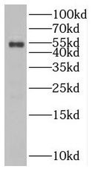 SLC25A23 Antibody