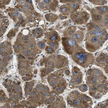 SLC25A25 Antibody