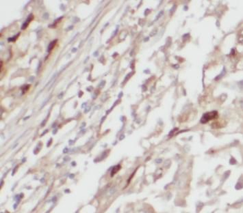 SLC25A3 Antibody