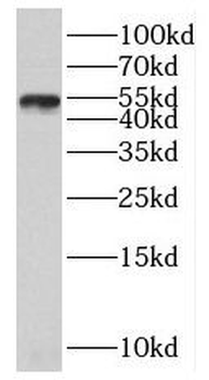 SLC30A6 Rabbit Polyclonal Antibody