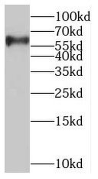 SLC37A1 Antibody