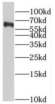 SLC37A2 Antibody