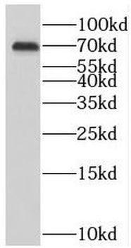 SLC38A3 Antibody