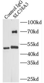 SLC38A3 Antibody