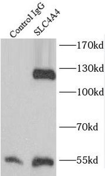 SLC4A4 Antibody