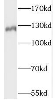 Slc4a8 Antibody