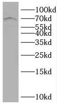 SLC7A4 Antibody