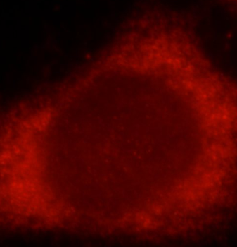 SMAD3 Rabbit Polyclonal Antibody