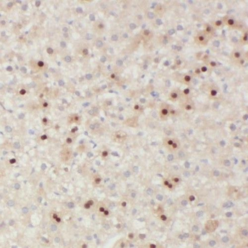 SMAP2 Antibody
