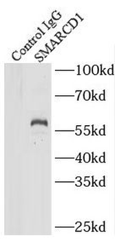 SMARCD1 Antibody