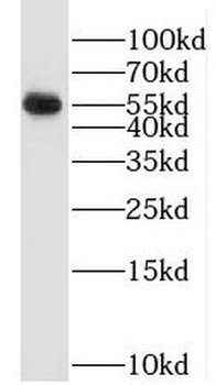 SMARCD3 Antibody