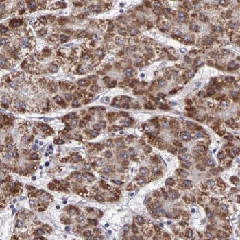 MIEF2 Antibody