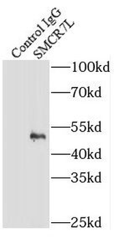 MIEF1 Antibody