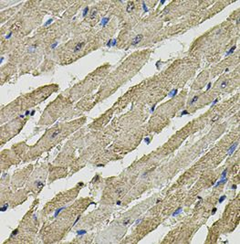 SMN1 Antibody