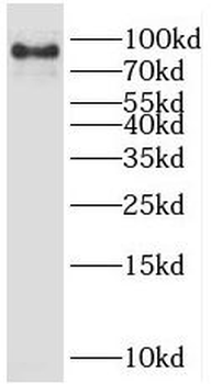 SMURF1 Antibody
