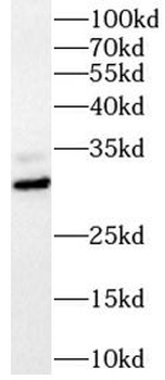 SNAI2 Antibody