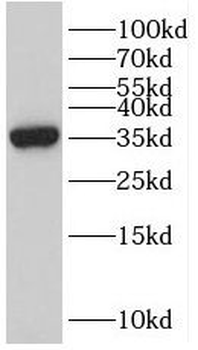 SNAI3 Antibody