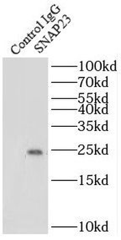 SNAP23 Antibody