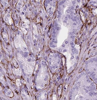 SNAP23 Antibody
