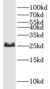 SNAP25 Antibody