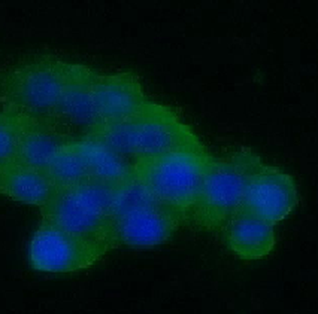 SNAP25 Antibody