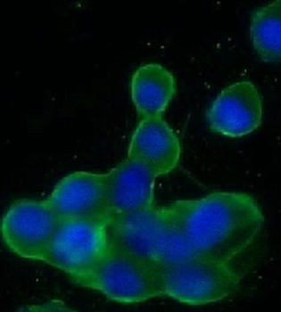 SNAP25 Antibody