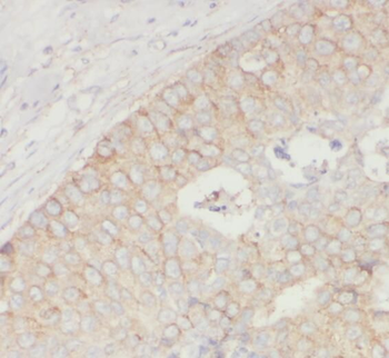SNCB Antibody