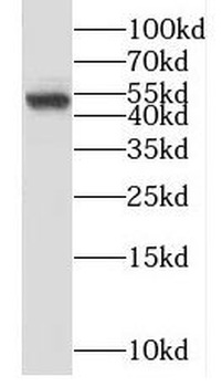SNRNP48 Antibody