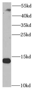 SNRPD2 Antibody