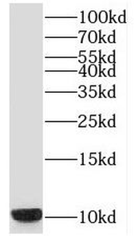 SNRPF Rabbit Polyclonal Antibody