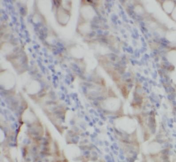 SNX17 Antibody