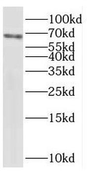 SNX18 Antibody