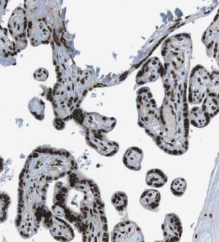 SNX20 Rabbit Polyclonal Antibody