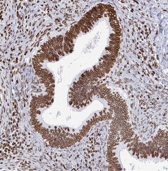 SNX27 Antibody
