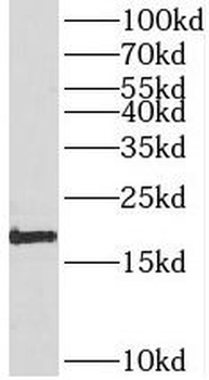 SNX3 Antibody