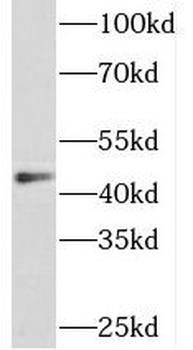SNX32 Antibody