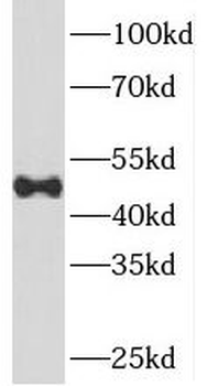 SNX5 Antibody