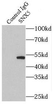 SNX5 Antibody