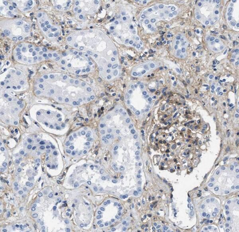 SNX5 Antibody
