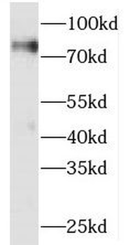 SNX9 Antibody