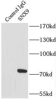 SNX9 Antibody