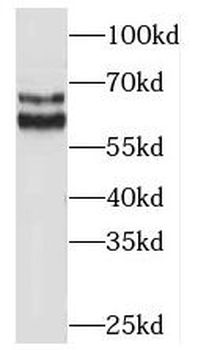 BAG4 Antibody