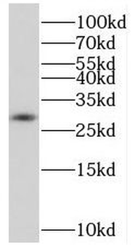 SOX15 Antibody