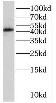 SOX7 Antibody
