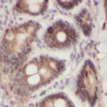 SOX7 Antibody