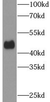 SOX8 Antibody