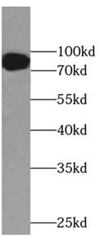 SP1 Rabbit Polyclonal Antibody