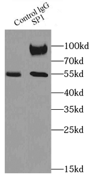 SP1 Rabbit Polyclonal Antibody