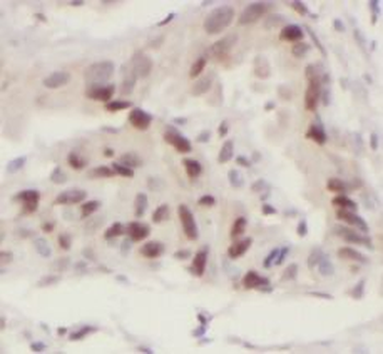 SP1 Rabbit Polyclonal Antibody