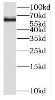 SP110 Antibody